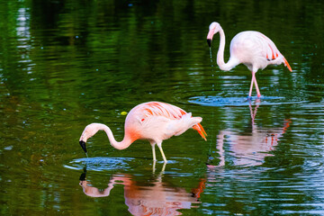 close-up portrait of african flamingo walking around in water