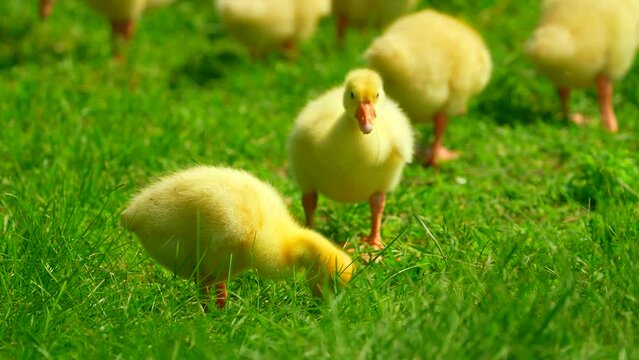 duck shaking its head. Cute yellow duckling eat grass. Farm bird. Domestic gosling outdoor. Close up newborn yellow duck in warm tone and beak on the grass field on green background. Beautiful and