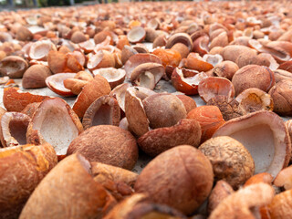 Dry Coconuts in a Countryside Village Stock Photo