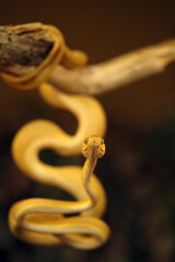 Corallus hortulana or Corallus enydris, a young snake on a tree with a green background. Young boa snake on a branch.Tree boa on a green branch.Colorful tree snake on a dark background.