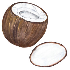 cut coconut nut watercolor illustration isolated on transparent background