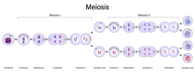 Fototapeta na wymiar Diagram of Meiosis vector. Meiosis I and Meiosis II. Crossing over. Prophase, Metaphase, Anaphase, and Telophase. Cell division for education use.