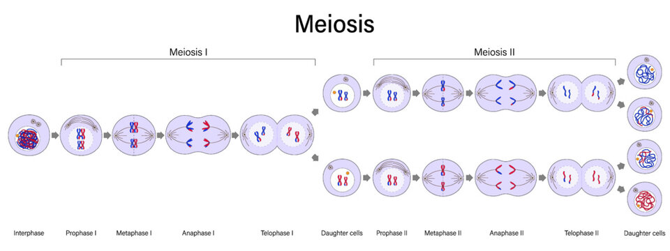 Diagram of Meiosis vector. Meiosis I and Meiosis II. Crossing over. Prophase, Metaphase, Anaphase, and Telophase. Cell division for education use.