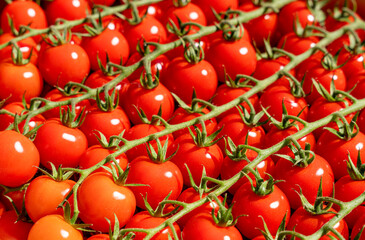 Close up of harvest of cherry tomatoes in garden  in sunny summer day