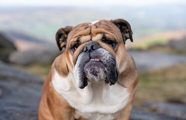 English bulldog on top of mountain sitting on top of mountain at Peak District on a sunny warm day.