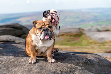 English bulldogs on top of mountain sitting on top of mountain at Peak District on a sunny warm day.