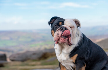 Funny  Black tri-color English bulldog on top of mountain sitting on top of mountain at Peak District on a sunny warm day.
