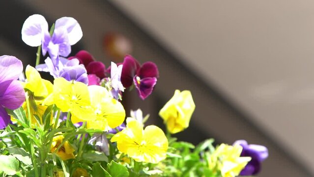 Yellow purple pansies sway in the wind. Suny day nature. Garden background. Grow a pansy Viola flower. Bloom flowers spring. Gardening. Floral botanical. Blooming mood. Beautiful aesthetic petal plant