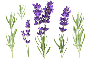 Naklejka premium Collection Lavender Flowers and Herb Leaves Isolated on Transparent Background