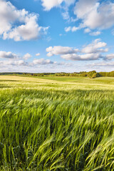 Field, farming and clouds on blue sky for wheat, countryside or eco friendly background with green grass or plants. Sustainability, growth and grain development on empty farm or agriculture landscape