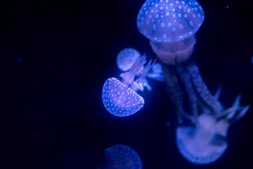 jellyfish