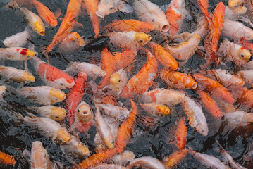 Group of koi fish japan colorful on water in background.