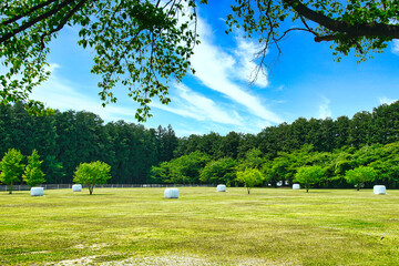 快晴の初夏に、さわやかな風に吹かれて広大な牧場を散策する