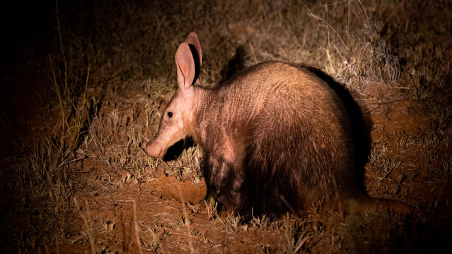 an Aardvark at night searching for the next meal