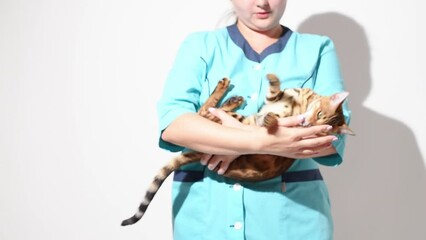 Veterinarian holding bengal kitten on white background. Pet care and treatment concept.Kind vet doctor holds crazy bengal cat and pets it
