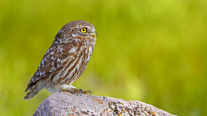 little owl perched on rock in nature