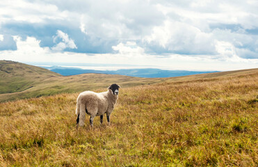 Naklejka premium The grazing big sheep on the meadow against mountains and hills in Lake District on cloudy day