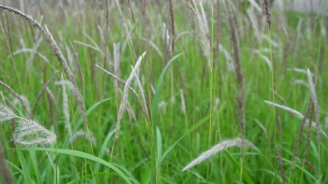 cogon grass field in the wind
