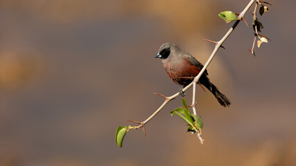 a black-faced waxbill portrait