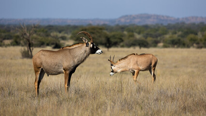 Fototapeta na wymiar a male roan antelope in the wild