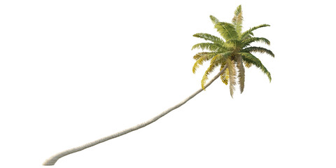 isolated cutout tropical coconut palm tree Cocos nucifera in different variation model option, best use for landscape design