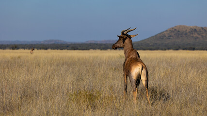 a Tsessebe in the wild