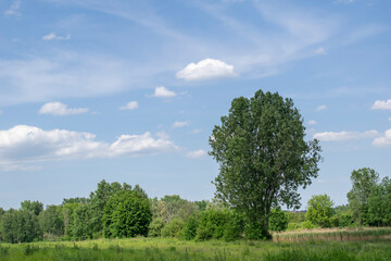 Fototapeta na wymiar poplar among meadows and thickets on a sunny day