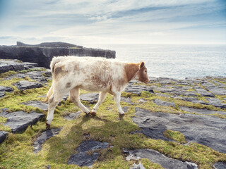 Cow on a rough stone surface of Aran island, county Galway, Ireland. Warm sunny day. Cloudy sky....