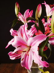 Pink lily against dark background. Beautiful flowers. Geometry in nature.