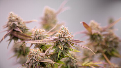 A close up of the cannabis farm industry. Indoor plants. flowering stage. Harvesting cannabis, planting weed. 