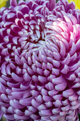 Close-up of pink chrysanthemum