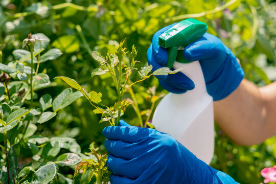 treatment in the garden of young shoots of roses from aphids, whiteflies and insect pests
