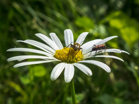 Close-up photo of a beetle on a white chamomile flower