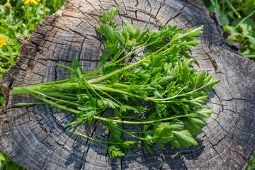 Fresh parsley stems on the old stump outdoors, top view