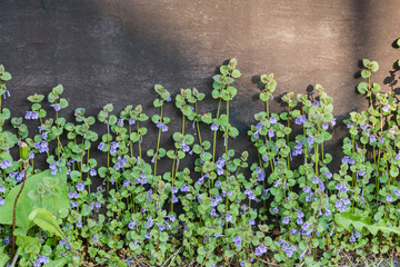 Blooming Glechoma hederacea against the black wall