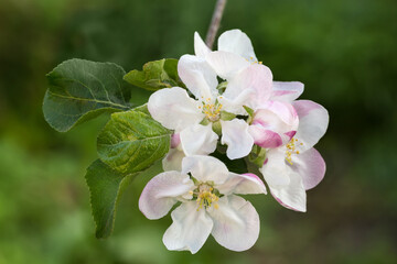Apple branch with flowers close-up on a blurred background