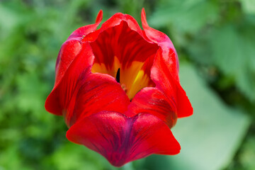 Red flower of tulip close-up on a blurred background