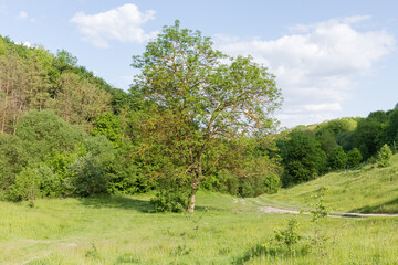 Single old tree on glade on the background of forest