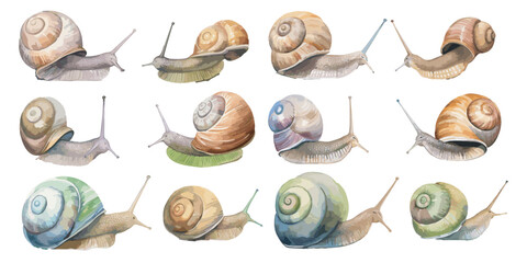 watercolor snail clipart for graphic resources © Dgillustration12u