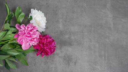 Blooming pink peony bouquet of flowers on gray concrete background, top view, flat lay. Greeting card for mother's day, wedding and birthday. Banner, header with copy space.