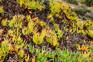 Carpobrotus edulis plant in the garden in spring