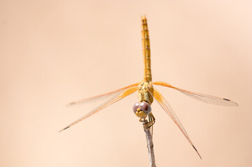 Young specimen of Trithemis kirbyi dragonfly, native to Africa, southern Asia and southern Europe