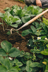 Weeds a garden bed by hoe with blooming strawberry. Removing weeds, keeping clean. Seasonal weeding, work in the garden, watering, fertilizing, growing fresh eco products, herbs, vegetables.