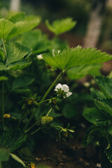 Bushes of flowering strawberries. Preservation of nature. Strawberry beds. Cultivation of farm eco-products, fruits. Save the planet.
