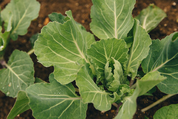 Beds with young cabbage. Agriculture, irrigation and fertilization. Growing vegetables for health and youth.