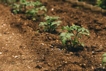 Beds with potatoes. Young green sprouts grow from the ground. Ecology and care for the environment