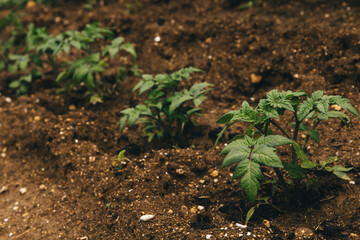 Potato sprouts in the garden. Plants in the garden. Growing and caring for plants and shrubs.