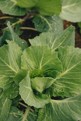 Beds with young cabbage. Agriculture, irrigation and fertilization. Growing vegetables for health and youth.