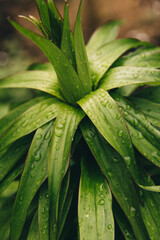 Obraz premium Lily leaves. Greenery all over the background. Ecology, garden and vegetable garden. Gardening