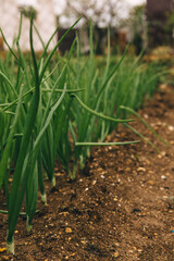 Beds with green onion. Agriculture, irrigation and fertilization. Growing vegetables for health and youth.